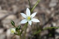 Little White Ornithogalum Flowers