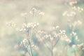 Little  white and pink   meadow  grass flower  soft focus spring background Royalty Free Stock Photo