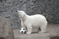 Little white polar bear Royalty Free Stock Photo