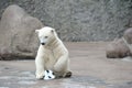 Little white polar bear with ball Royalty Free Stock Photo