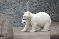 Little white polar bear with ball Royalty Free Stock Photo