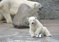 Little white polar bear with ball Royalty Free Stock Photo