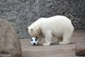 Little white polar bear with ball Royalty Free Stock Photo