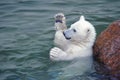 Little white polar bear hands up