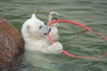 Little white polar bear playing Royalty Free Stock Photo