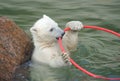 Little white polar bear playing Royalty Free Stock Photo