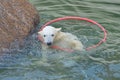 Little white polar bear playing Royalty Free Stock Photo