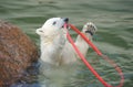 Little white polar bear playing Royalty Free Stock Photo