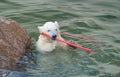 Little white polar bear playing Royalty Free Stock Photo