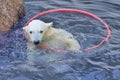 Little white polar bear playing with hoop Royalty Free Stock Photo