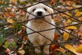 white puppy behind fence Royalty Free Stock Photo