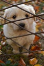 White puppy behind fence Royalty Free Stock Photo