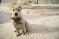 Little white puppy of the Central Asian shepherd Royalty Free Stock Photo