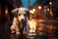 little white puppy got lost. A lonely puppy sits on the street of a big city. Night, rain