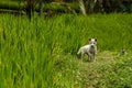 Little white puppy on rice terraces Jatiluwih, Bali, Indonesia Royalty Free Stock Photo