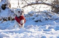 Little white purebred dog in the snow,Maltese