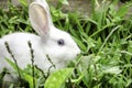 Little white rabbit in a green garden and eatting grass in summer easter concept