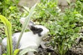 Little white rabbit in a green garden and eatting grass in summer easter concept