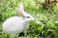 Little white rabbit in a green garden and eatting grass in summer easter concept to celebration