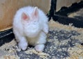 Little white decorative rabbit with pink ears