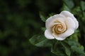Little white rose