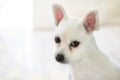 Little white spitz dog with sad eyes and big ears Royalty Free Stock Photo