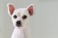 Little white spitz dog with sad eyes and big ears Royalty Free Stock Photo