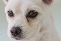 Little white spitz dog with sad eyes and big ears Royalty Free Stock Photo