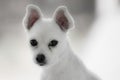 Little white spitz dog with sad eyes and big ears Royalty Free Stock Photo