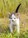 Little white spotted kitten in the garden among the green grass Royalty Free Stock Photo