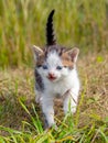 Little white spotted kitten in the garden among the green grass Royalty Free Stock Photo