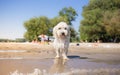 Little white wet dog on beach Royalty Free Stock Photo