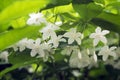 Little White Wrightia religiosa flower in nature garden