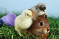 Easter Chicks and Bunnie