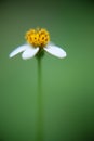 Little white and yellowaisy flower