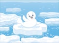 White-coat seal on an ice floe Royalty Free Stock Photo