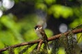 Wild bird Sparrow in forest stands on a branch.