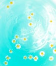 Little wild daisies with yellow center floating on the blue bubble paradise water. Shadow from flowers on the bottom. Free copy Royalty Free Stock Photo