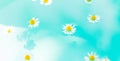 Little wild daisies with yellow center floating on the blue bubble paradise water. Shadow from flowers on the bottom. Free copy Royalty Free Stock Photo