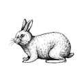 Little wild hare illustration. Sitting forest animal with long ears black outline. Cute jack rabbit sketch. Mammal character