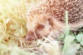 little wild hedgehog running on the grass. the animal`s muzzle, eyes and nose zoomed in close up. rustic and nature concept. defo