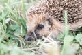 little wild hedgehog running on the grass. the animal`s muzzle, eyes and nose zoomed in close up. rustic and nature concept. defo