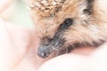 little wild hedgehog with tick on the head sits on a man`s hand. the animal`s muzzle, eyes and nose zoomed in close up. rescue a