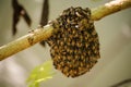 Little wild hive with bees