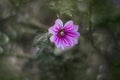 Little wild purple flower in the sunshine with vintage bokeh Royalty Free Stock Photo