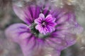 Little wild purple flower in the sunshine with vintage bokeh Royalty Free Stock Photo