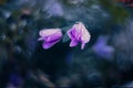 Little wild purple flower in the sunshine with vintage bokeh Royalty Free Stock Photo