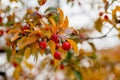 Little wild red apples on a branch with yellow autumn leaves Royalty Free Stock Photo