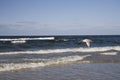 Little wild seagull flying against the rough Baltic Sea in Poland on a sunny day Royalty Free Stock Photo