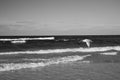 Little wild seagull flying against the rough Baltic Sea in Poland on a sunny day Royalty Free Stock Photo